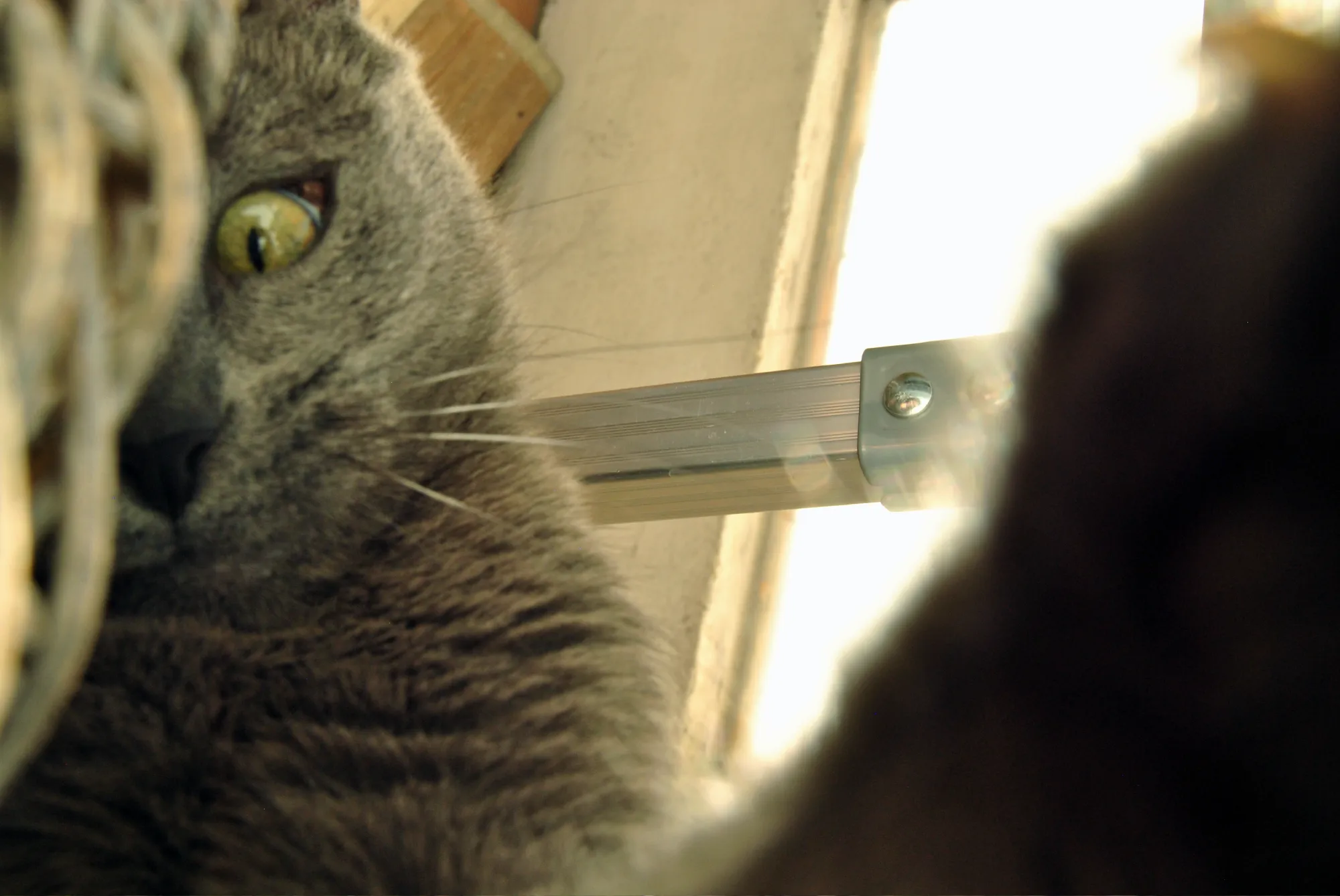 Gato selfie Gato selfie